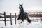 Shire horse runs around the snow-covered field