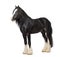 Shire Horse standing