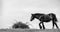 Shire Horse Trudges Towards Bush In Black And White