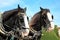 Shire horses