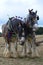 Shire horses.