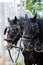 Shire Horses in Harness