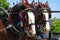 Shire horses with headgear.