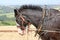 Shire horses ploughing