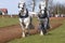 Shire Horses at a Ploughing Match