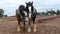 Shire Horses at a Ploughing Match in England