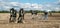 Shire horses ploughing at show