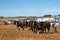 Shire horses working at show ground