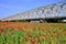 Shirley Poppies and iron bridge