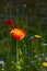 Shirley poppy bloom in summer garden.