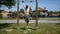 Shirtless young man working out outdoor