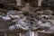 Shishi Lion and Baku (dream Eater), Bakuhana or Zoubana Tapir Nosing wooden carved guardian of Hiruko Jinja or Ebisu Jinja shinto