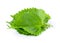 Shiso leaf on white background