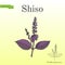 Shiso Perilla frutescens , spice and medicinal herb