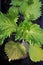 Shiso Plant