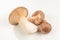 Shitake, eringi  tasty mushroom isolated on white background