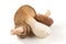 Shitake, eringi  tasty mushroom isolated on white background