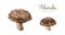 Shitake mushroom set. Watercolor illustration. Hand painted Lentinula edodes fungi element. Shitake fresh mushrooms hand