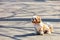 A Shitsu dog is sitting on the asphalt sidewalk in a sunny spring day