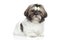 Shitzu puppy portrait on white background