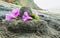 Shivalingam from sand decorated with large pink flowers of loach on the seashore on the background grassy cliffs