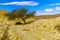 Shkhoret Canyon, with acacia tree, Massive Eilat Nature Reserve