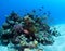 Shoal of Anthias over Coral Bommie Red Sea