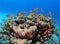 Shoal of Anthias over Goniopora Reef Red Sea