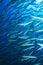 Shoal of Barracudas