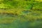 Shoal of big fish swimming in boggy water