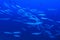 Shoal of Blackfin barracudas