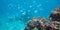 Shoal of blue fish underwater in the ocean Damselfish south Pacific