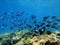 Shoal of Blue Tang fish and Ocean Surgeonfish