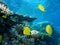 Shoal of butterfly fish