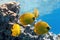 Shoal of butterfly fish on the reef