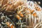 Shoal of Clownfishes inside of an aquarium