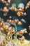 Shoal of Clownfishes inside of an aquarium
