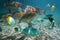 Shoal of colorful tropical fish in Belize