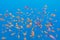 Shoal of exotic fishes Anthias in tropical sea, underwater