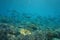 Shoal of fish bluespine unicornfish on coral reef
