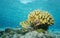 Shoal of fish chromis around cauliflower coral
