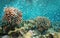 Shoal of fish with corals Cook islands