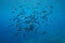 Shoal of fish Mediterranean sea damselfish France