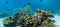 Shoal of fish on the reef-panorama