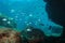 Shoal of fish sea bream Mediterranean underwater