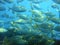 Shoal of fish sea bream salema porgy Mediterranean