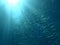 Shoal of fish in underwater sunrays