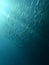 Shoal of fish in underwater sunrays