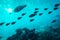 Shoal of fishes migrate in sea - blue water