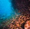 Shoal of Glassfish (Golden Sweepers) in clear blue water